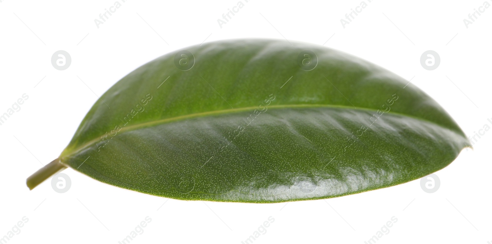 Photo of Fresh green leaf of Ficus elastica plant isolated on white