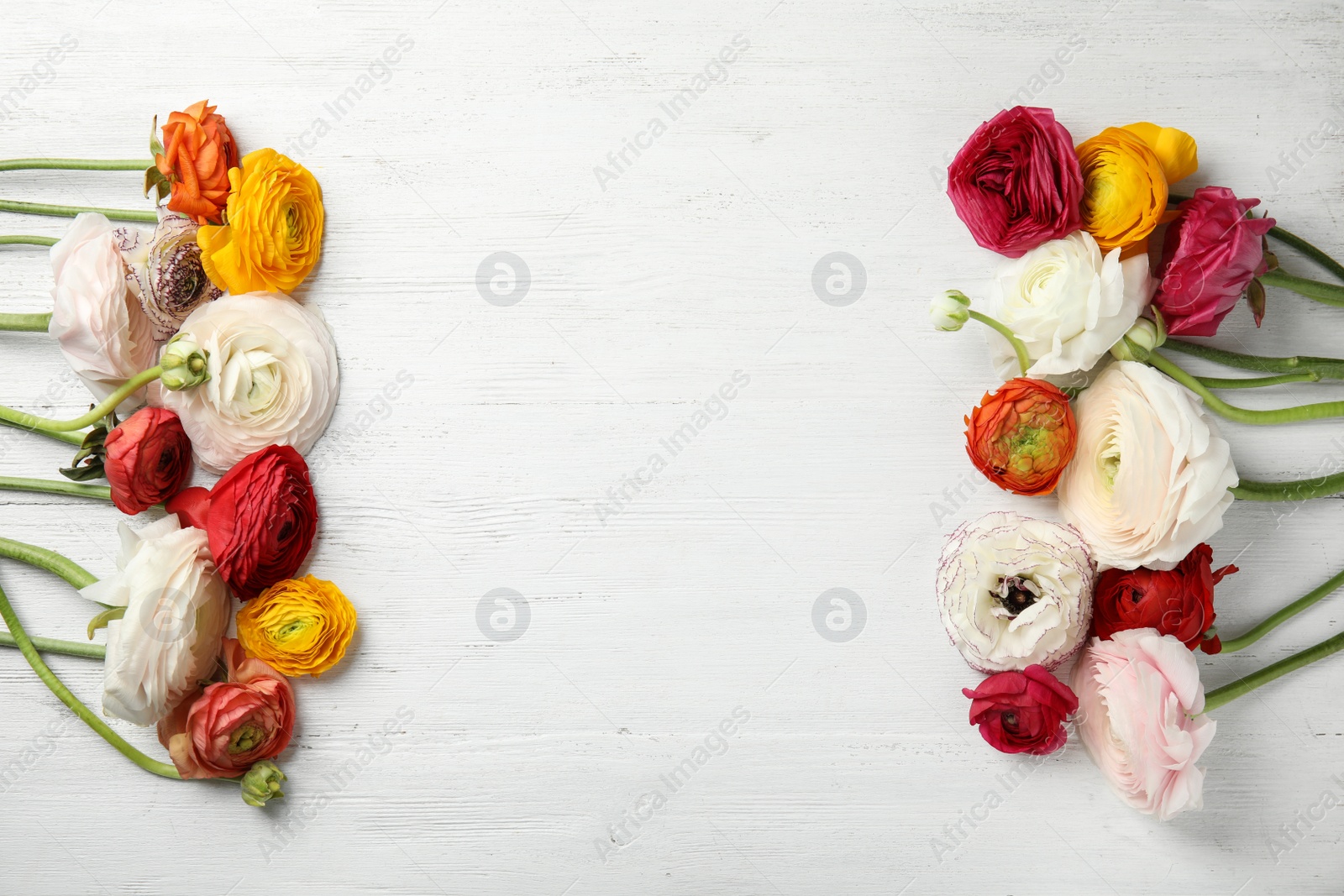 Photo of Spring ranunculus flowers and space for text on white wooden background, flat lay