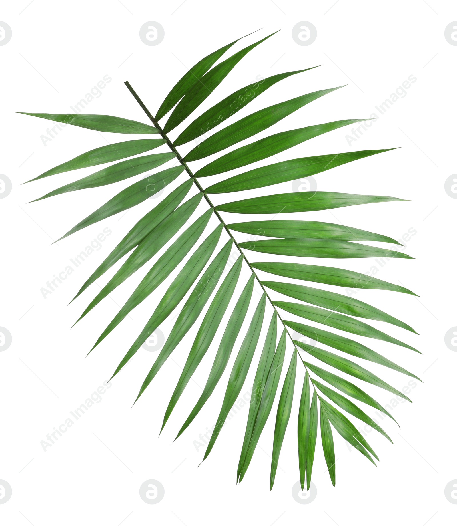 Photo of Tropical howea palm tree leaves isolated on white