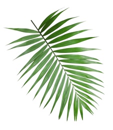 Tropical howea palm tree leaves isolated on white