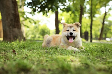 Photo of Funny adorable Akita Inu puppy looking into camera in park