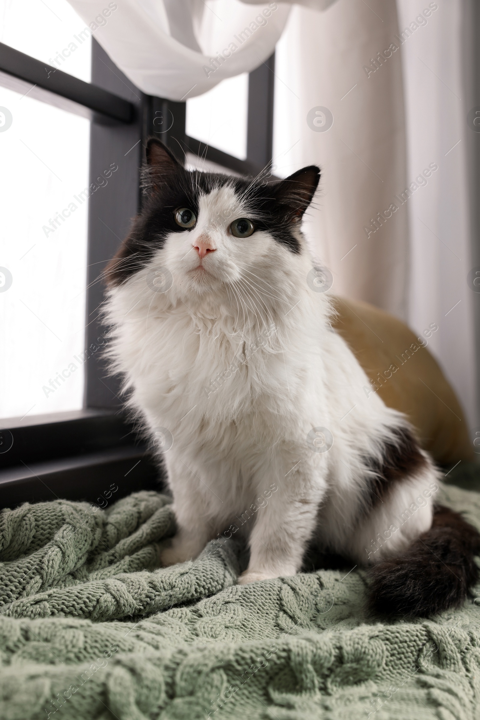 Photo of Cute cat relaxing on window sill at home. Lovely pet