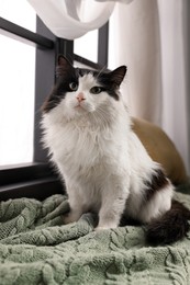 Cute cat relaxing on window sill at home. Lovely pet