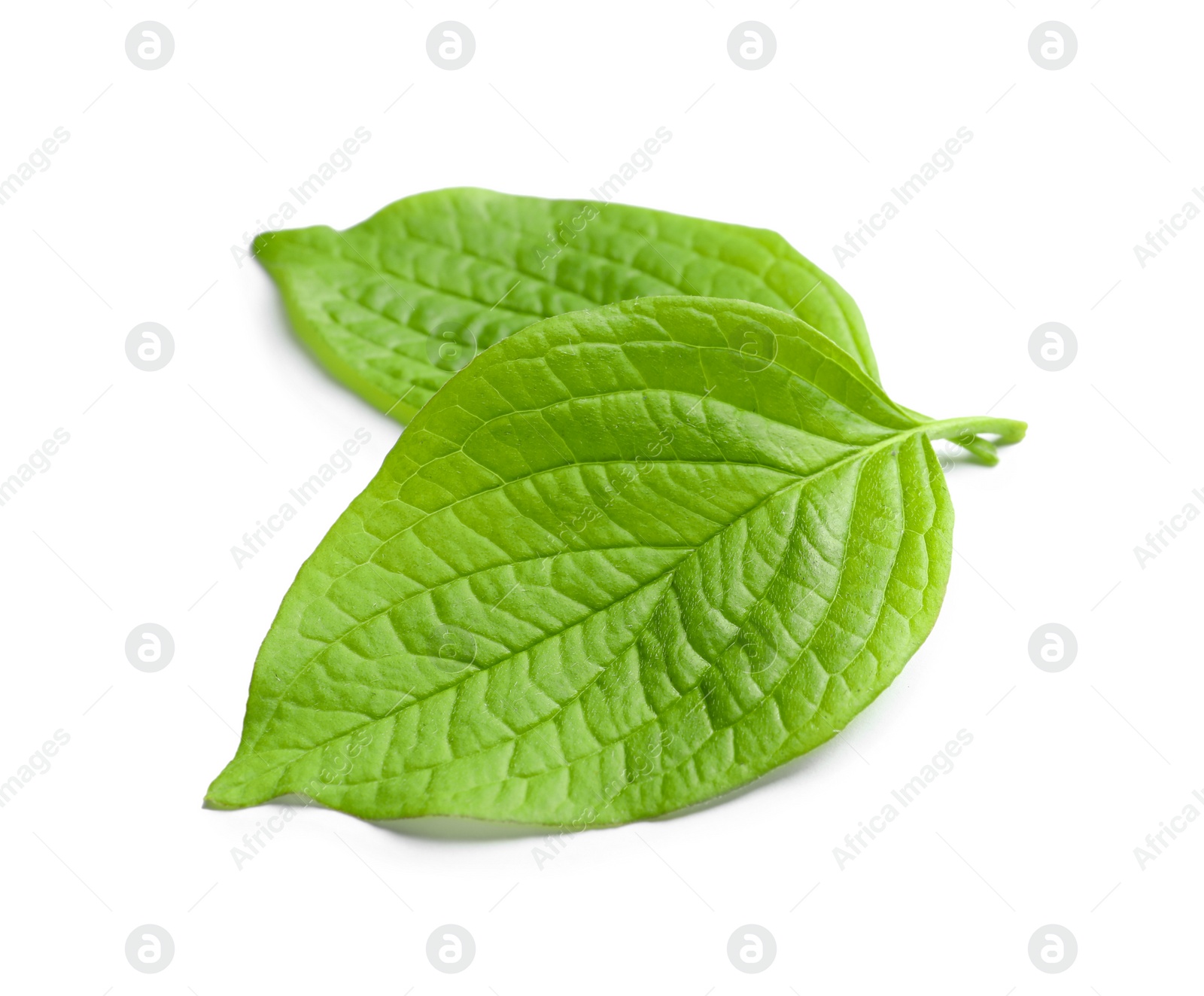 Photo of Beautiful spring green leaves on white background