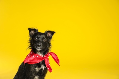 Photo of Cute black dog with neckerchief on yellow background