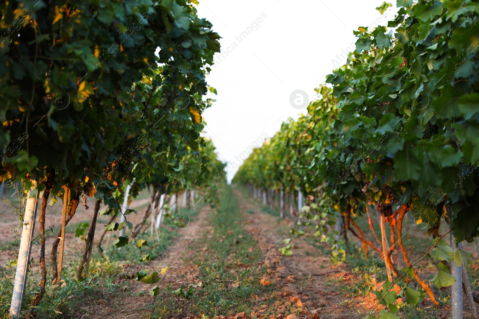 Photo of Beautiful view of vineyard rows at sunset