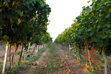 Beautiful view of vineyard rows at sunset