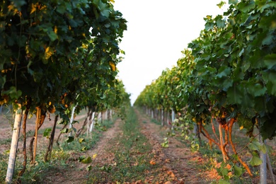 Photo of Beautiful view of vineyard rows at sunset