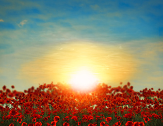 Image of Beautiful red poppy flowers under sky at sunset