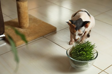 Photo of Adorable Sphynx cat and green grass plant on floor indoors. Cute pet