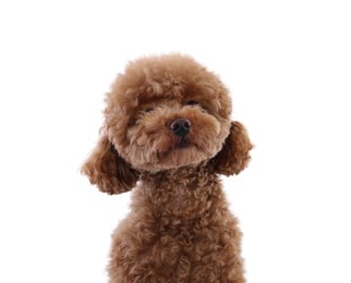 Cute Maltipoo dog on white background. Lovely pet