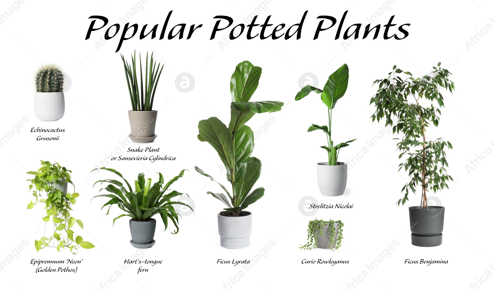 Image of Set of many different popular potted plants with names on white background