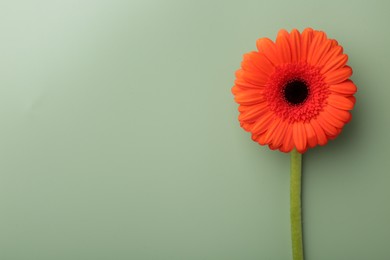 Beautiful red gerbera flower on pale green background, top view. Space for text