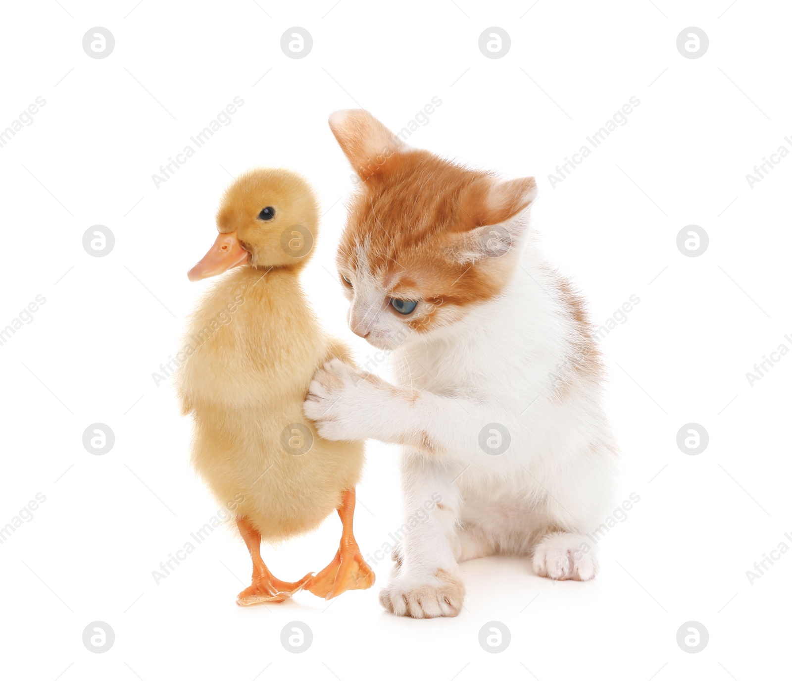 Photo of Fluffy baby duckling and cute kitten together on white background