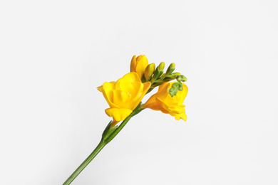 Beautiful blooming yellow freesia on light background