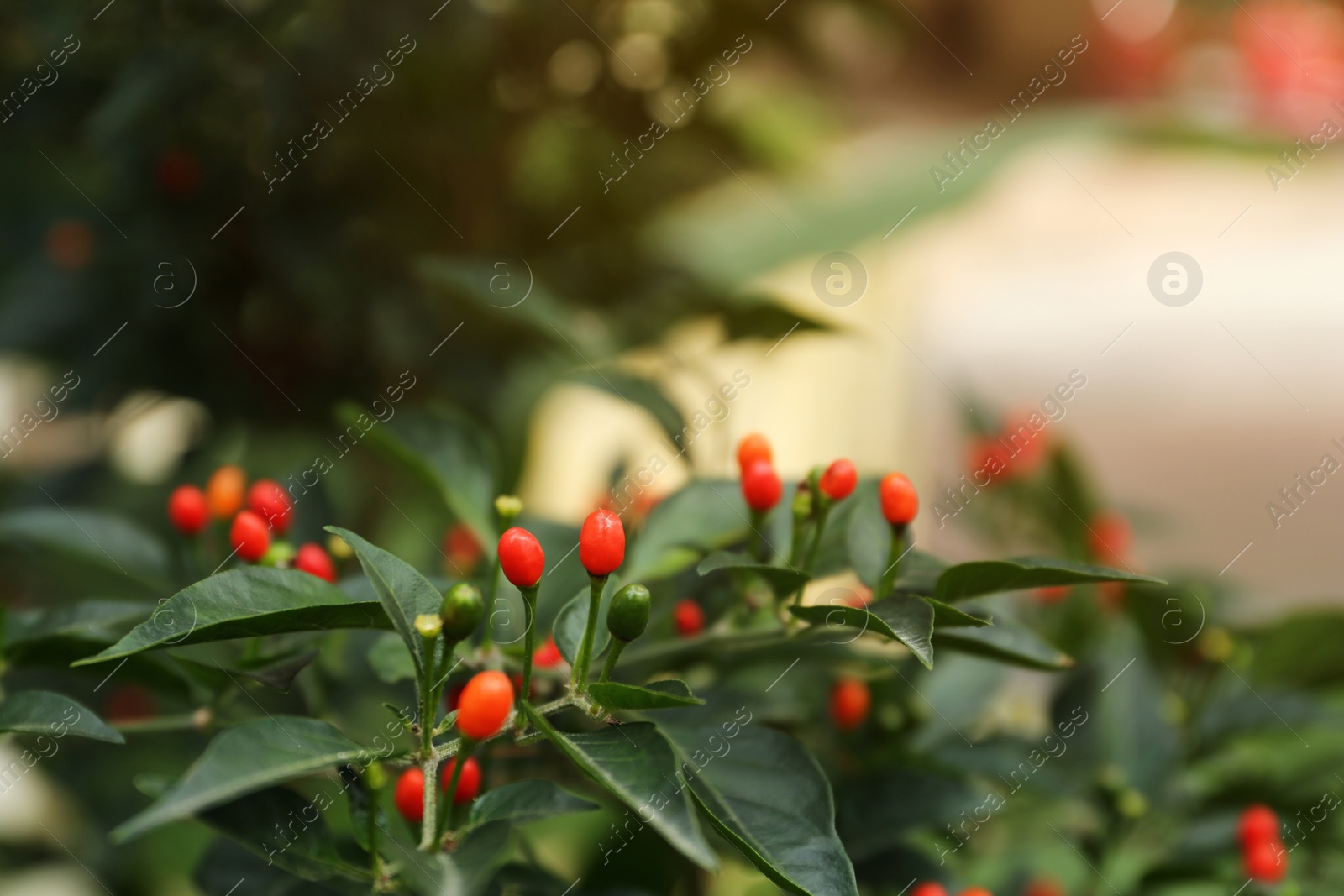 Photo of Chili pepper plant growing in garden outdoors, closeup. Space for text