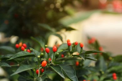 Chili pepper plant growing in garden outdoors, closeup. Space for text