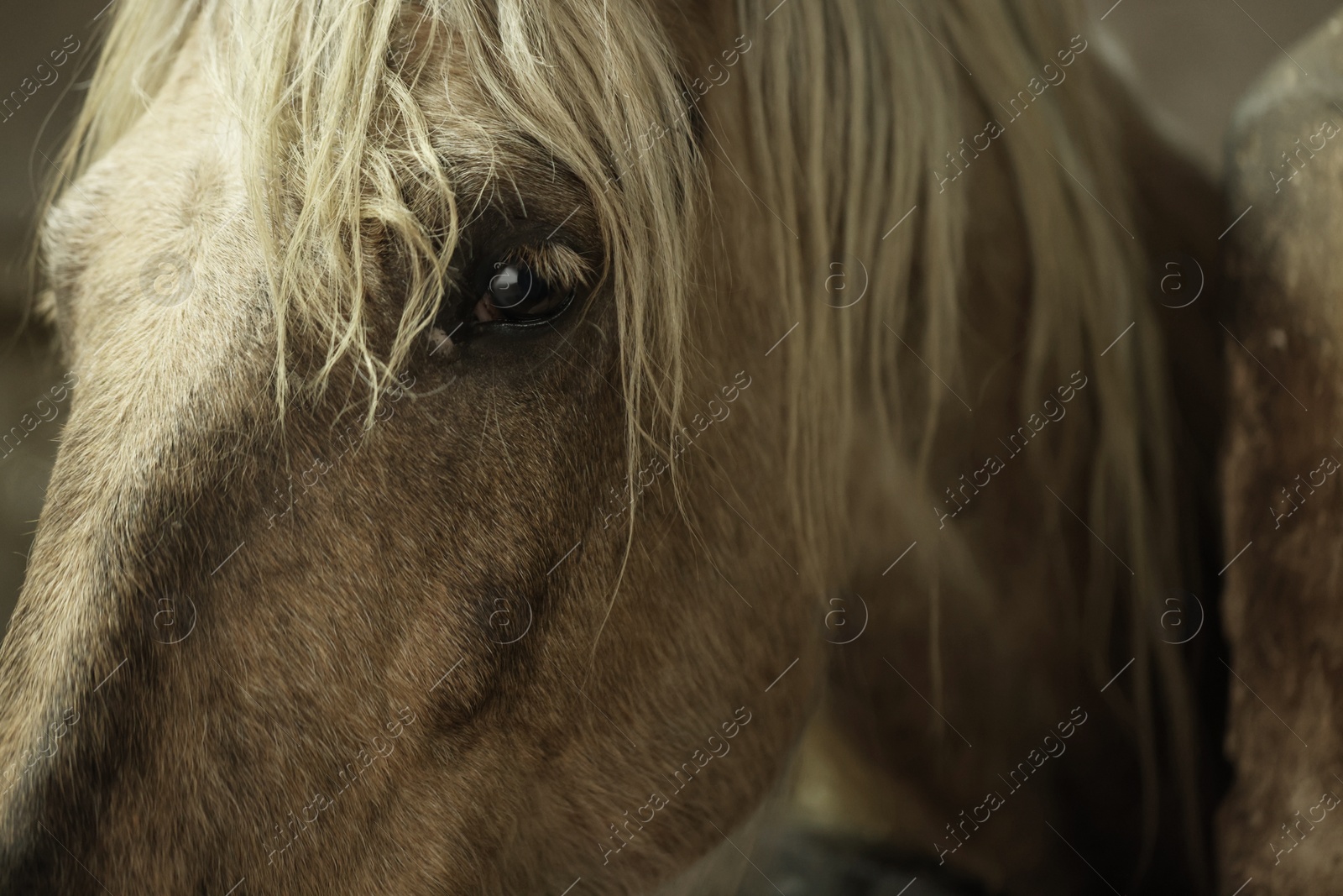 Photo of Adorable horse in stable, closeup. Lovely domesticated pet