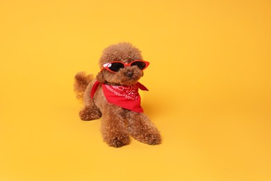 Photo of Cute Maltipoo dog with bandana and sunglasses on orange background