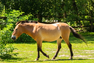Photo of Beautiful horse in zoo on sunny day