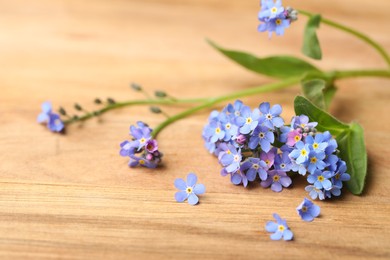 Beautiful blue Forget-me-not flowers on wooden table. Space for text