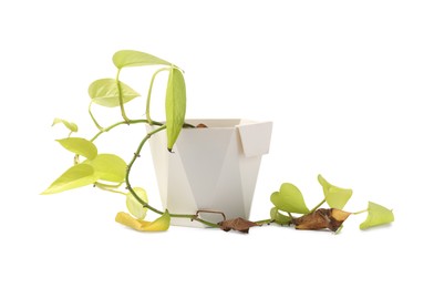 Potted houseplant with damaged brown leaves on white background
