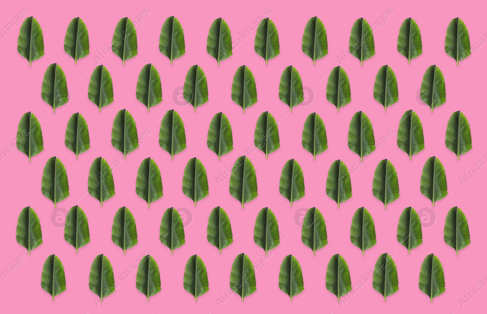 Image of Pattern of green banana leaves on pink background