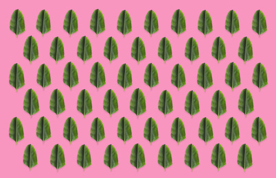 Image of Pattern of green banana leaves on pink background