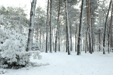 Photo of Beautiful view of snowy forest on winter day