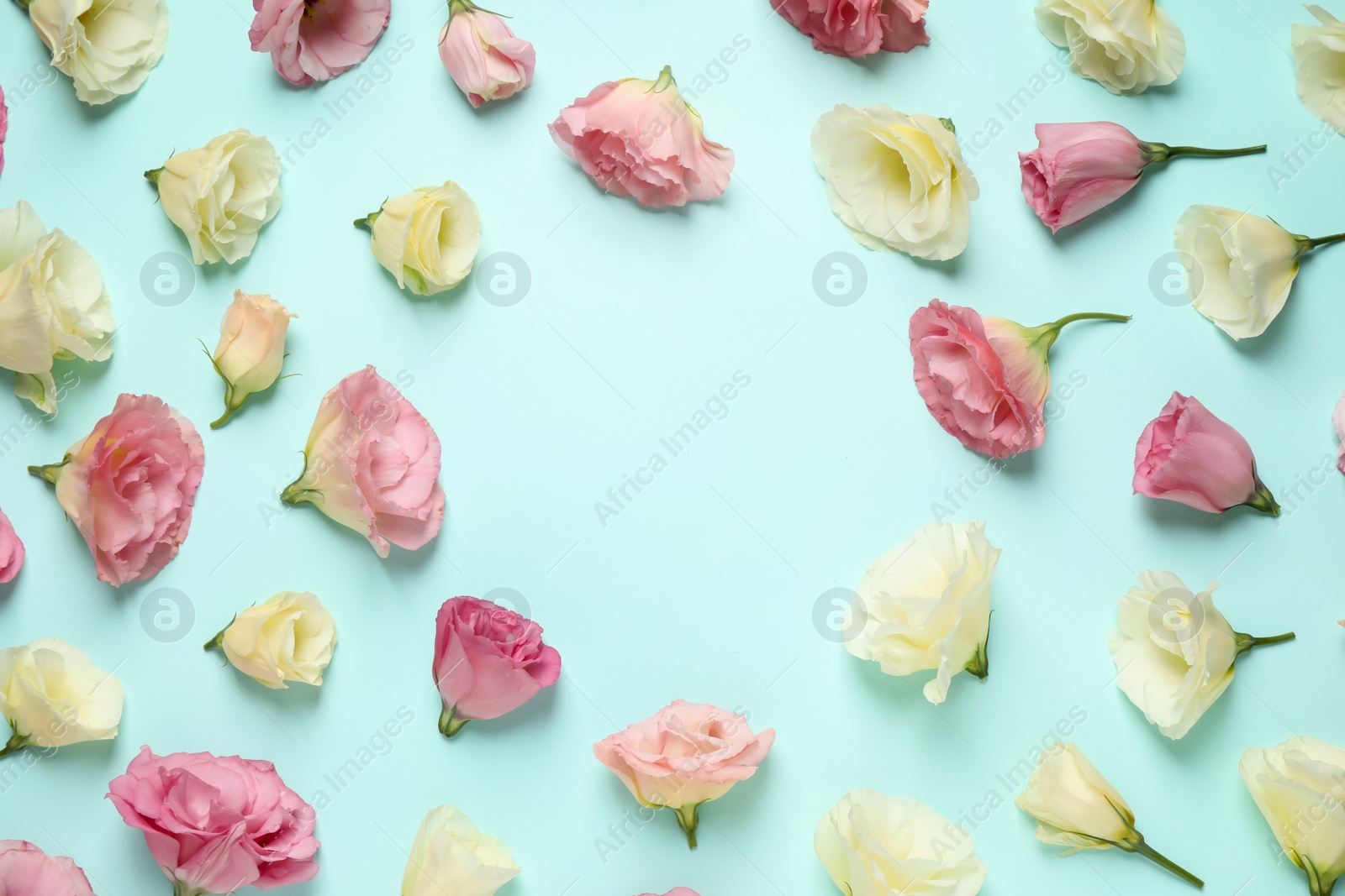 Photo of Frame of beautiful Eustoma flowers on light blue background, flat lay. Space for text