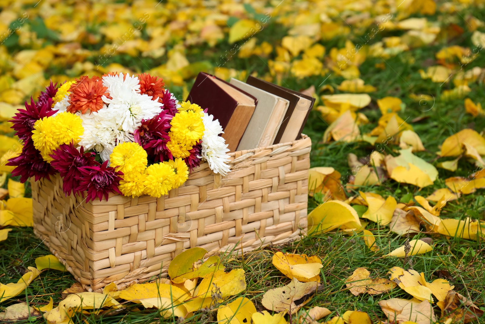 Photo of Wicker basket with beautiful chrysanthemum flowers and books on green grass outdoors, space for text