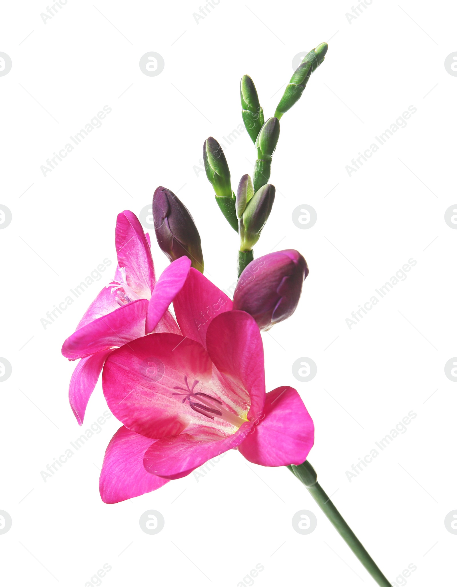 Photo of Beautiful freesia flower on white background