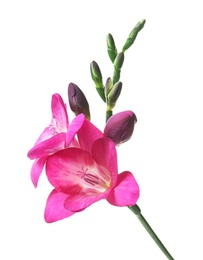 Photo of Beautiful freesia flower on white background