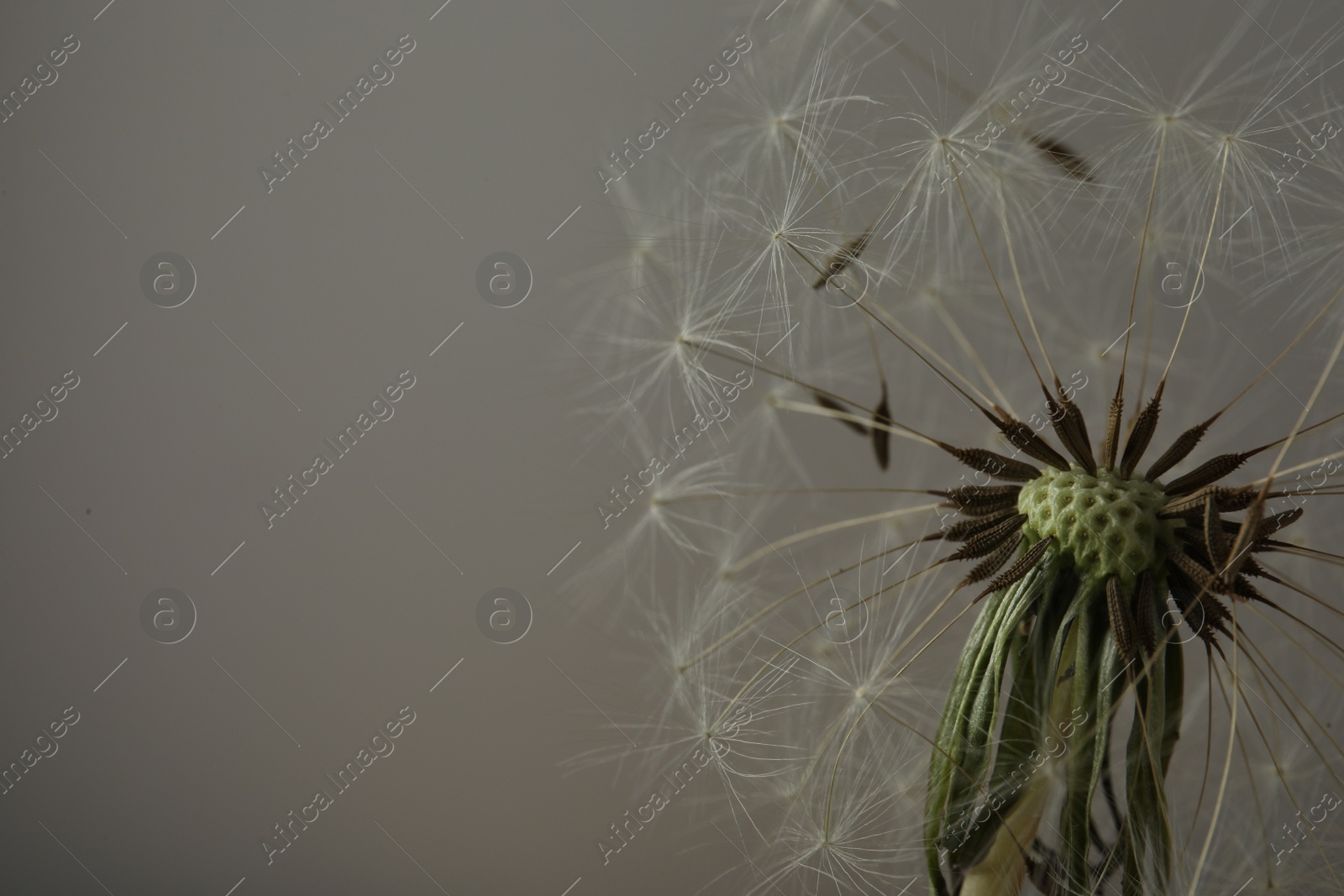 Photo of Beautiful dandelion flower on grey background, closeup. Space for text