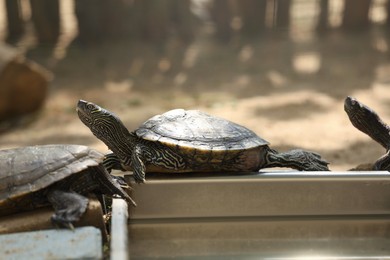 Beautiful turtle in zoo enclosure. Wild animal