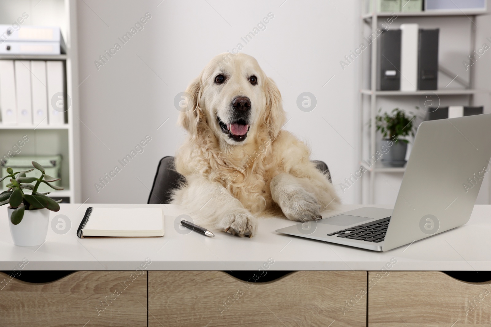 Photo of Cute retriever sitting at table near laptop in office. Working atmosphere