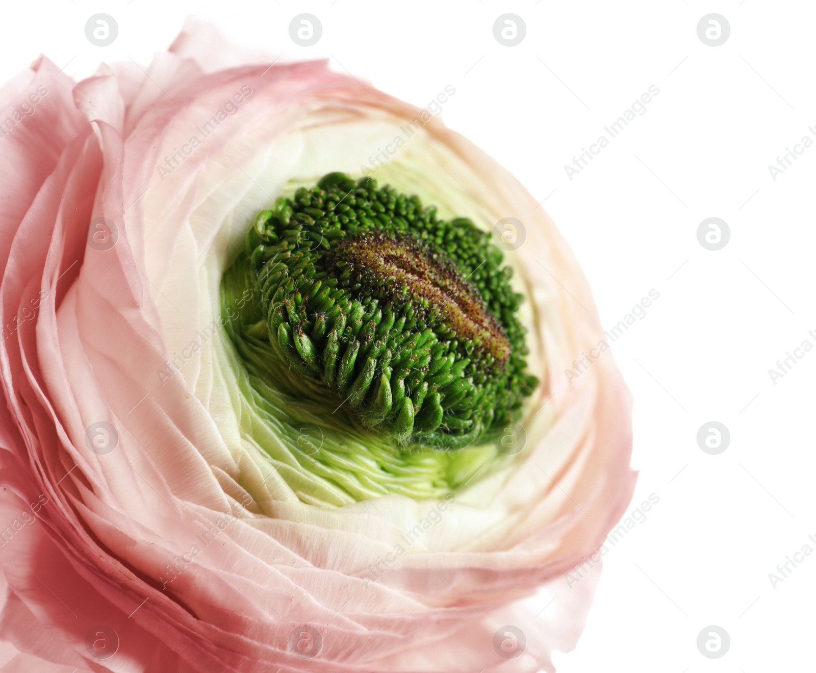 Photo of Beautiful ranunculus flower on white background, closeup