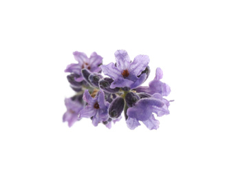 Photo of Beautiful fresh lavender flowers isolated on white