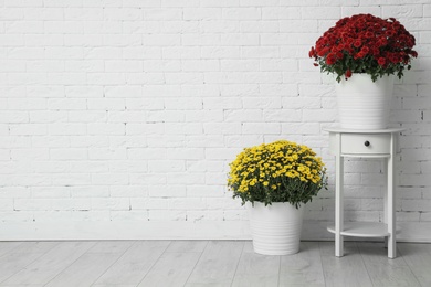 Photo of Pots with beautiful chrysanthemum flowers against white brick wall. Space for text