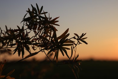 Beautiful plant with leaves outdoors at sunset, closeup