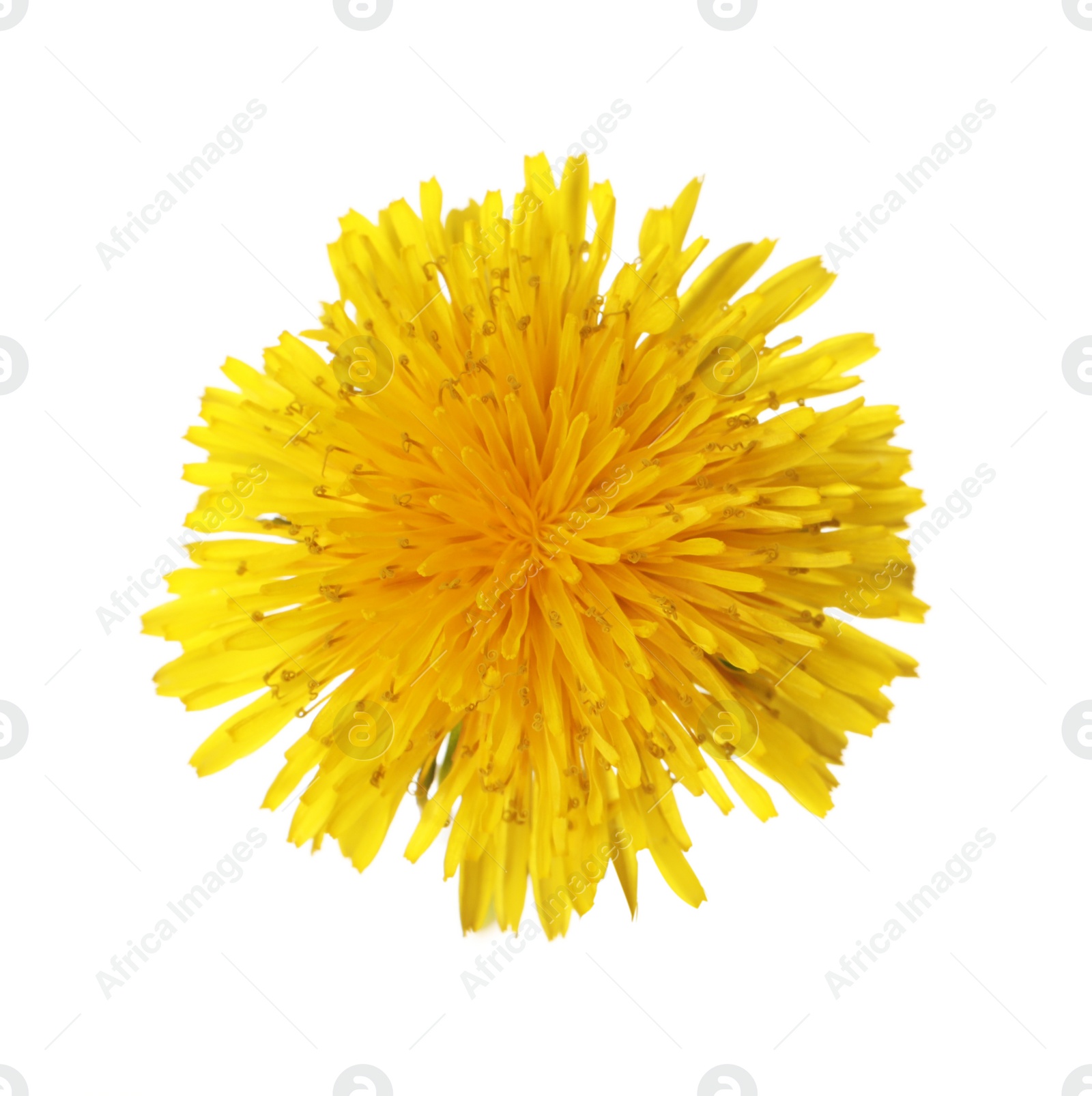 Photo of Beautiful blooming yellow dandelion isolated on white