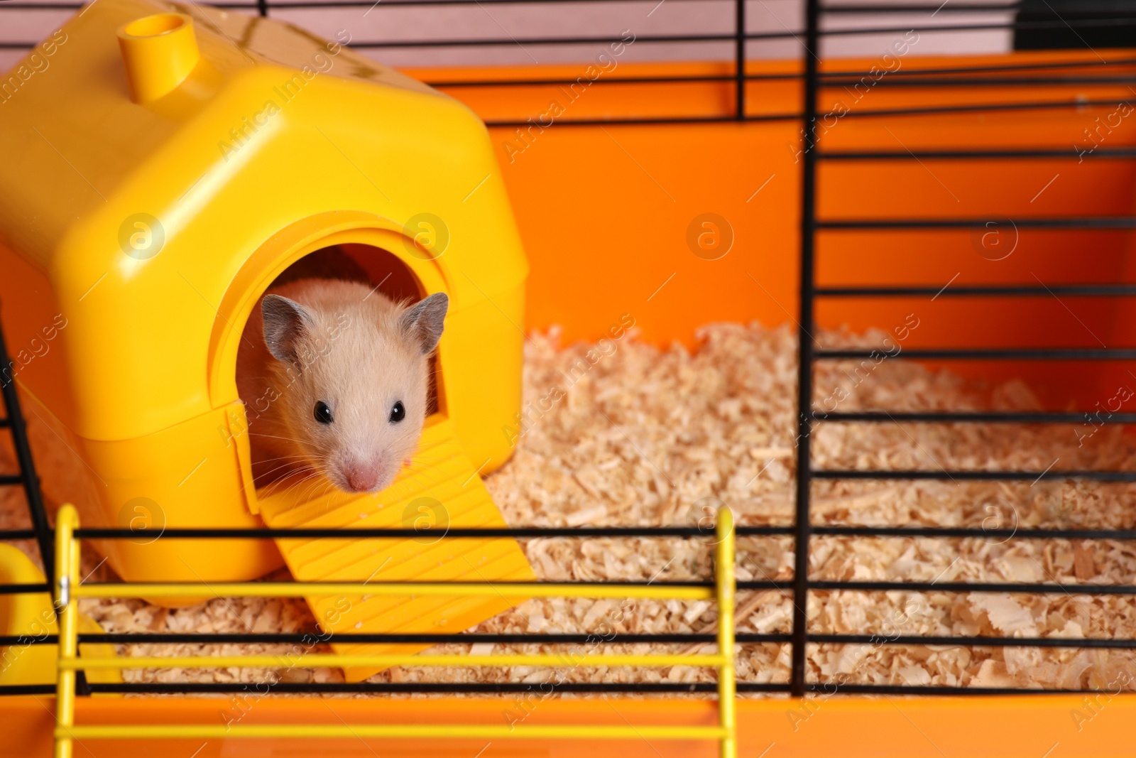 Photo of Cute little hamster inside decorative house in open cage