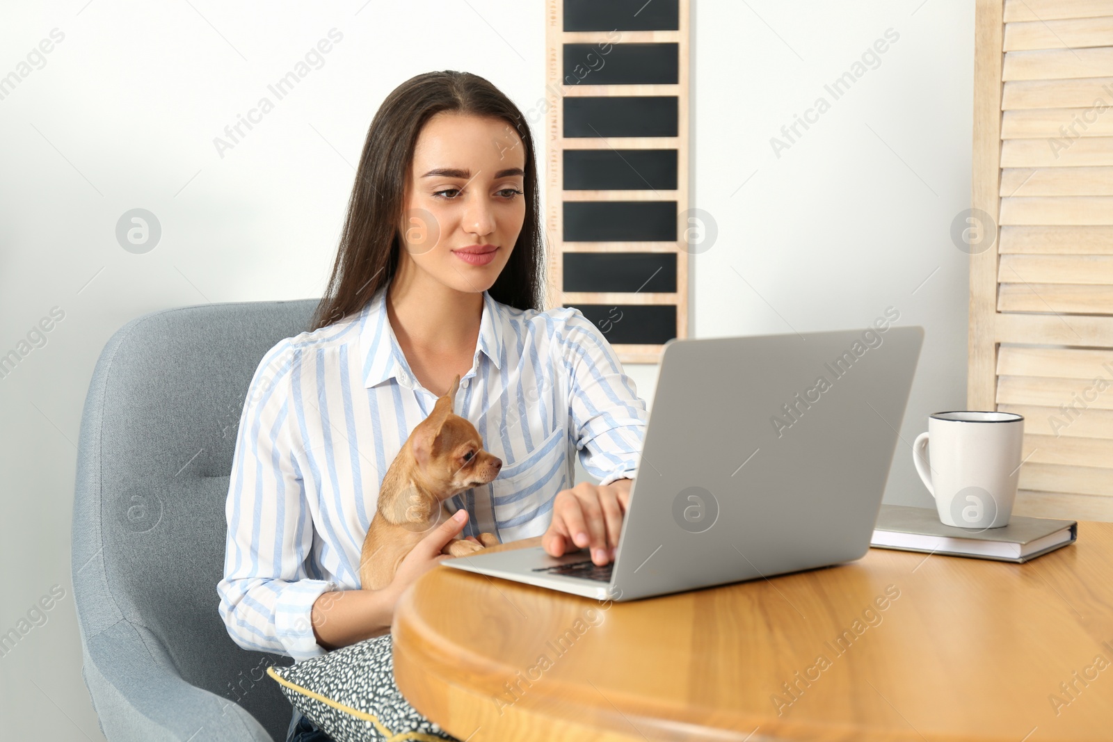 Photo of Young woman with chihuahua working on laptop at table. Home office concept