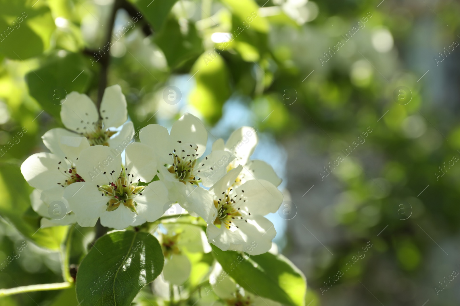 Photo of Beautiful blossoming pear tree outdoors on sunny day, closeup. Space for text