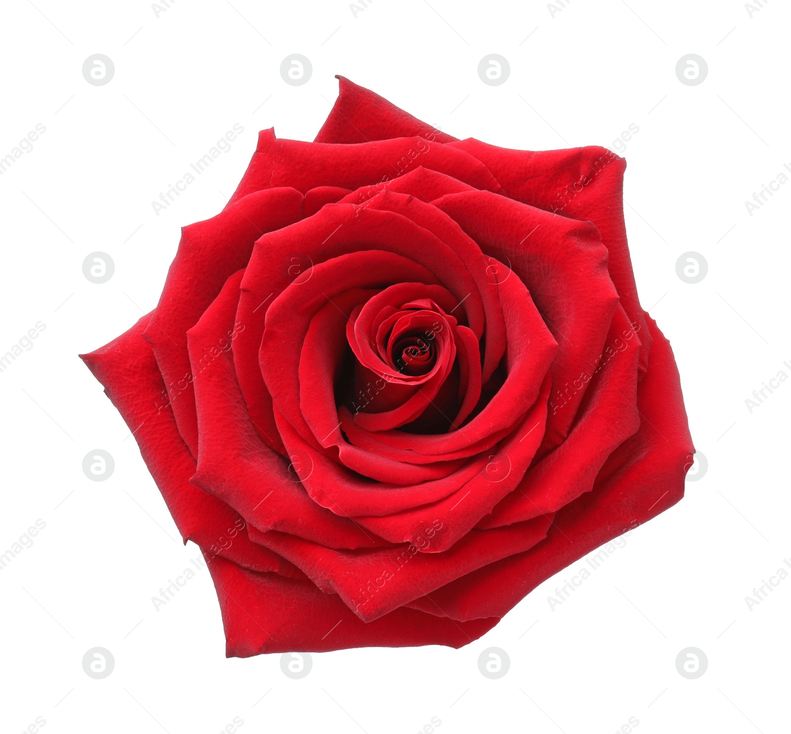 Photo of Beautiful fresh red rose isolated on white