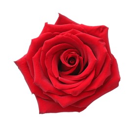 Photo of Beautiful fresh red rose isolated on white