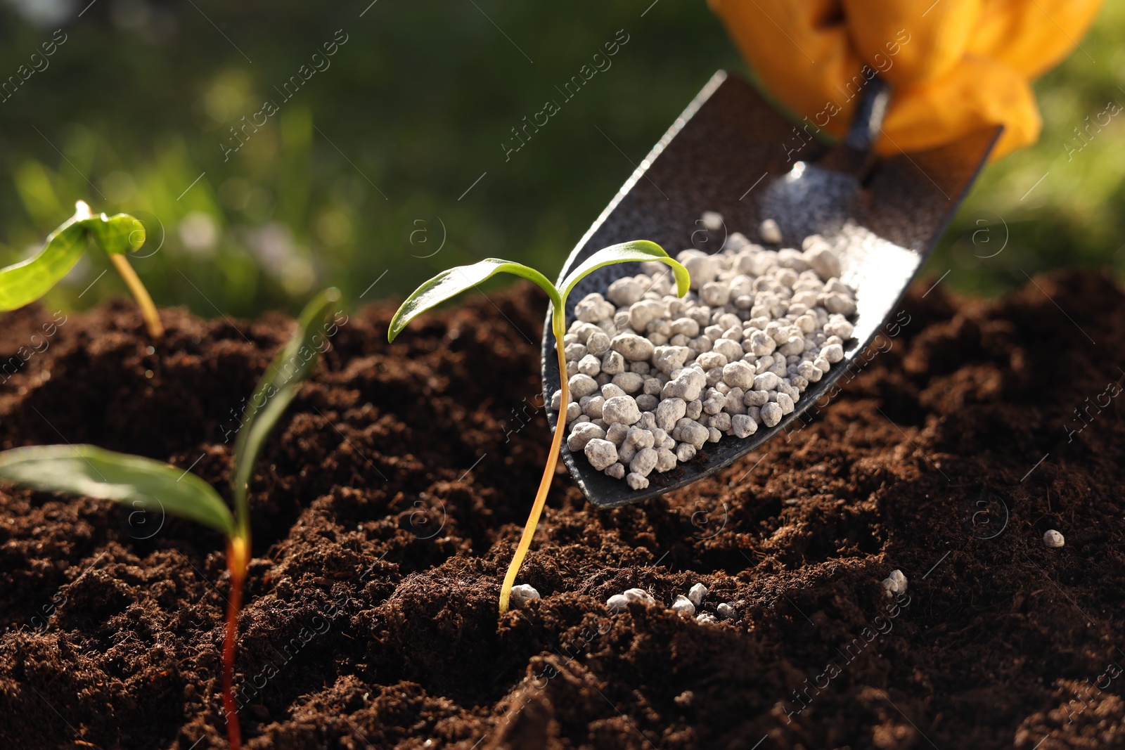 Photo of Man fertilizing soil with growing young sprouts outdoors, selective focus