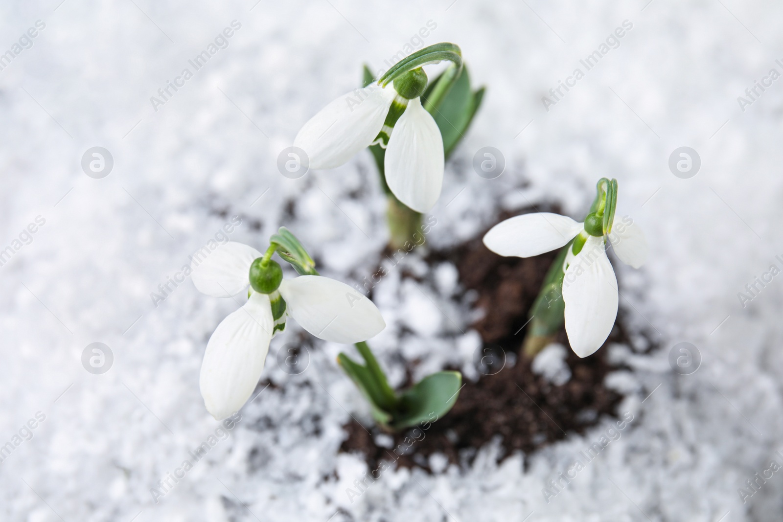 Photo of Fresh blooming snowdrop flowers growing through snow. Springtime