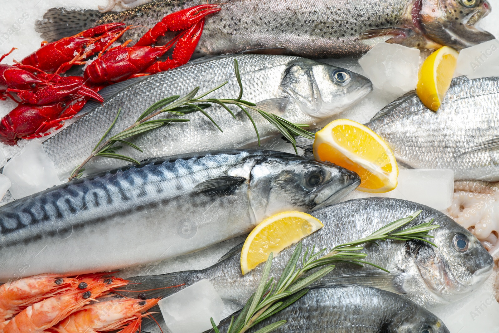 Photo of Fresh fish and seafood on ice, closeup