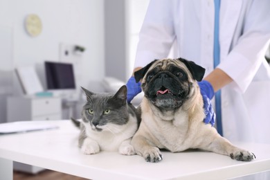 Image of Veterinarian examining cute pug dog and cat in clinic